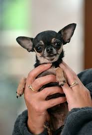 Se numește miracle milly și este cel mai mic cățel din lume, un chihuahua. Cele Mai Mici 10 Animale Din Lume Aflati Ro