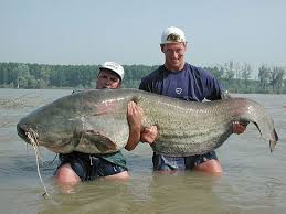 The Geogia Cat State Record Big Fish Fish Catfish