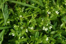 Image result for Montia fontana