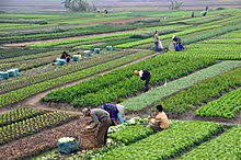 We did not find results for: Subsistence Agriculture Wikipedia