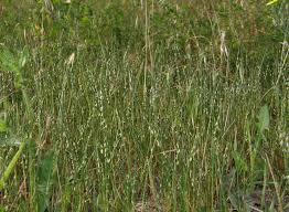 Image result for Hainardia