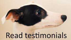 24/7 uk based reunification service. Pet Professional Guild Mike Garner Dog Trainer Behaviourist Brighton Hove Rainbow Dogs