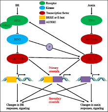 Check spelling or type a new query. Frontiers Auxin Br Interaction Regulates Plant Growth And Development Plant Science