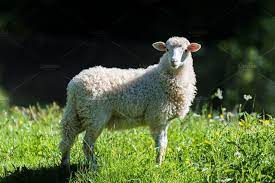 Sheep In A Meadow Containing Sheep Animal And Farm Animals Sheep Animals Wild