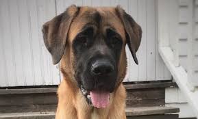 We did not find results for: 19 English Mastiff Mixes That Ll Melt Your Heart Petpress