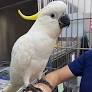 cockatoo parrots for sale from www.qualitybirdsonline.com