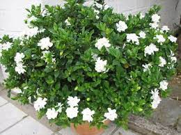Gardenia Www Coolgarden Me Fragrant Plant Gardenia Bush Garden Care