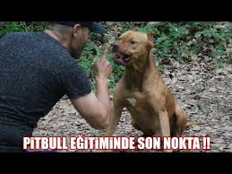 Pitbullar Hakkinda Cahillerin Inandigi 11 Buyuk Yalan Ve Pitbull Gercekleri Youtube