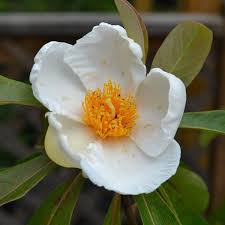 Franklin Tree Franklinia Alatamaha Famous Trees Specimen Trees Flowers