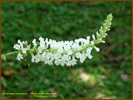 Image result for Buddleja asiatica