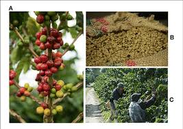 Image result for Coffea