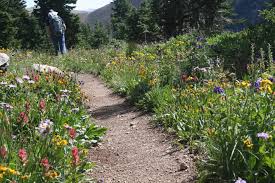 1201 madison st, denver, co 80206. Wildflowers Of Colorado Home Facebook