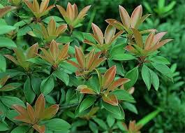 Questa pianta è originaria del brasile, presenta foglie carnose e piccoli fiori penduli: F Di Piante Con Foglie Rosse Arbusti Sempreverdi Con Nuova Crescita Rossa