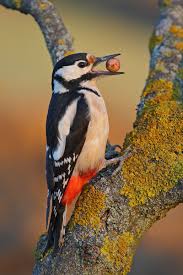 Black And White Spotted Bird Ontario All Newest Pixdaus Spotted Woodpecker Woodpecker Beautiful Birds