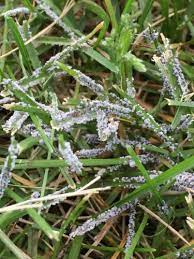 Normal mowing will also dislodge the spores. Seedheads Hawkweed And Slime Mold In Lawns Msu Extension