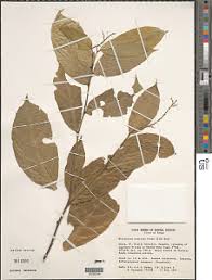 Image result for Micrococca mercurialis