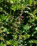 Image result for Tephrosia rhodesica