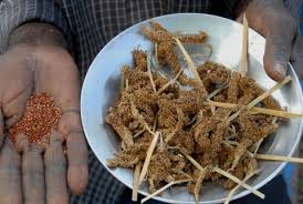 Image result for Eleusine coracana