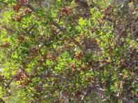 Image result for Searsia magalismontana x pyroides