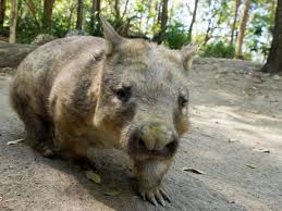 Image result for Southern hairy-nosed wombat