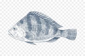 Maybe you would like to learn more about one of these? Ikan Nila Gambar Aureus Ikan Gambar Png