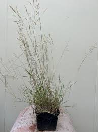 Image result for Agrostis products