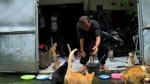 Kucing disebut juga kucing domestik atau kucing rumah (nama ilmiah: Berkah Umrah Penjual Sandal Dan Penyayang Kucing