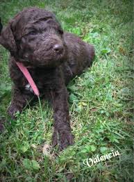 Elite michigan goldendoodle genetic lines. Golden Doodle Puppies For Sale Albion Mi 300900