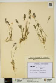 Image result for Enneapogon desvauxii