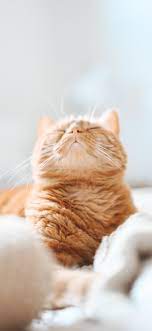 Cat Phone Wallpapers July 2020 I Like Cats Very Much Cat Phone Wallpaper Cat Wallpaper Funny Cat Wallpaper
