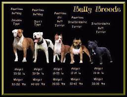Pin On Pitbull Love