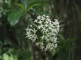 Image result for Pavetta sp. F