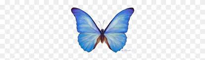 Patterns are saved as jpg images and png with transparent background. Download Blue Butterfly Watercolor Png Clipart Butterfly Menelaus Blue Butterfly Png Stunning Free Transparent Png Clipart Images Free Download