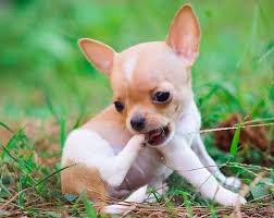 If you buy chihuahuas from breeders, the breeders will take care of the vaccination. Chihuahua Puppies Care How To Take Care Of A Chihuahua Puppy