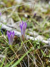 Image result for Romulea camerooniana