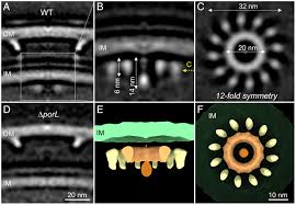 A unique bacterial secretion machinery with multiple secretion centers |  PNAS