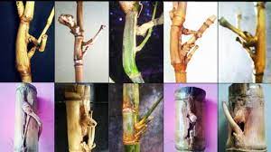 Macam macam bambu petuk selanjutnya, pring pethuk wali. Bambu Pethuk Pusaka Bertuah Yang Di Buru Faktapers Id