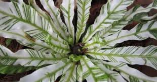 Variegated Bird S Nest Fern I Must Find One Of These Unique Plants Cool Plants Plants