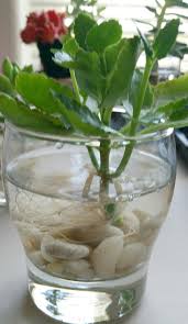 Kalanchoe In Water In 2020 Indoor Water Garden Succulents Indoor Garden