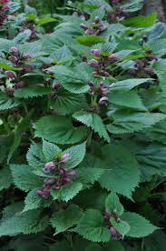 Image result for Ocimum lamiifolium