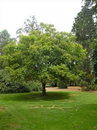 Image result for Catalpa bignonioides