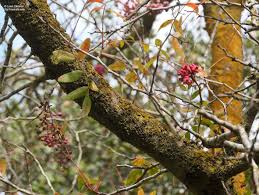 Image result for Pistacia