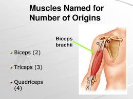 Longissimus thoracis is divided into a lumbar and thoracic portion, each one having its own set of origins and insertions Ppt The Muscular System Powerpoint Presentation Free Download Id 6854265