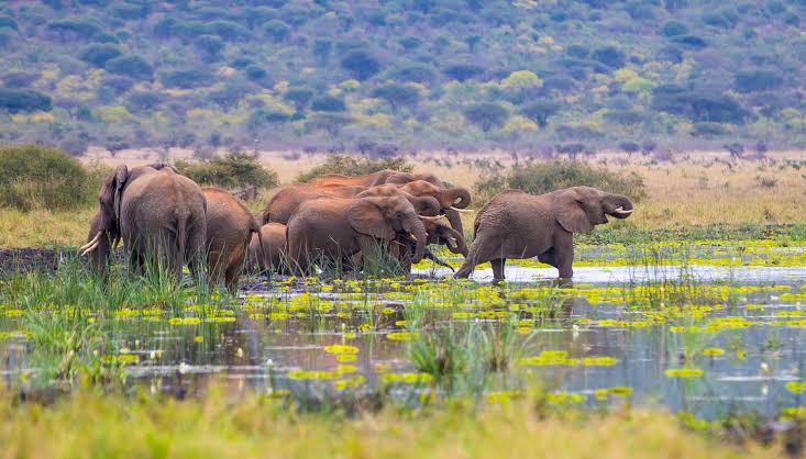 Dawson safari guest experience