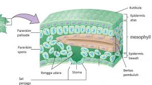 Daun berbentuk bulat atau bundar pada a. Lengkap Jaringan Tumbuhan Pengertian Ciri Ciri Sifat Struktur