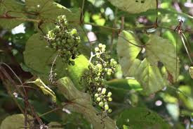 Image result for Vitis