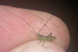 Image result for Cyperus aterrimus