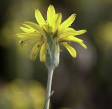 Image result for Pseudopodospermum hispanicum