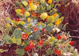 Image result for Tropaeolaceae