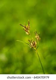 Image result for Pycreus polystachyos